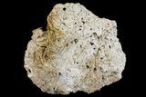 Jurassic Coral Colony (Thamnasteria) Fossil - Germany #157324-2